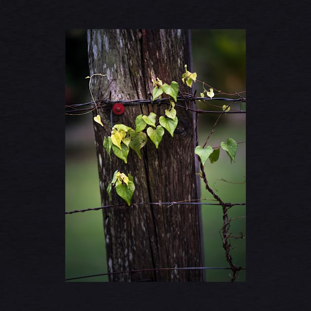 Fence by EviRadauscher